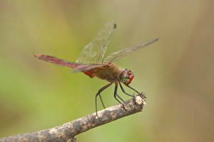 USA, Texas, Bentsen Rio Grande Valley State Park.Male red-tailed pennant dragonfly on limb USA, Texas, Bentsen Rio Grande Valley State Park.Male red-tailed pennant dragonfly on limb