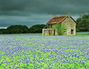 Images Dated 11th June 2007: USA, Texas. Bluebonnets surround this abandoned ranch house near Marble Falls. Credit as