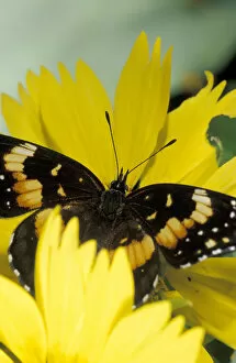 Images Dated 23rd February 2004: USA, Texas, Brooks County Border patch butterfly getting nectar from cowpen daisy