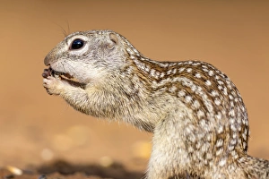 USA, Texas, Gatesville, Santa Clara Ranch. Mexican ground squirrel close-up. Credit as USA, Texas, Gatesville, Santa Clara Ranch. Mexican ground squirrel close-up. Credit as