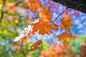 USA, Texas, Guadalupe Mountains National Park. Autumn colors in Guadalupe Mountains National Park USA, Texas, Guadalupe Mountains National Park. Autumn colors in Guadalupe Mountains National Park