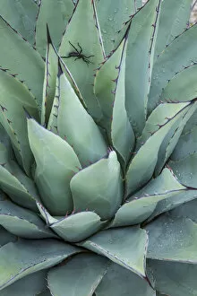 Images Dated 4th November 2014: USA, Texas, Guadalupe Mountains National Park. Close-up of New Mexico agave plant