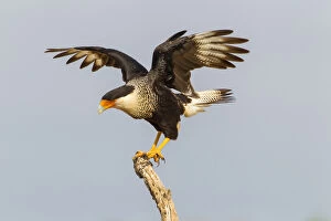 Images Dated 7th May 2013: USA, Texas, Hidalgo County. Adult crested caracara on tree stump