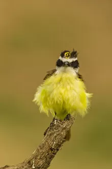 Images Dated 9th May 2013: USA, Texas, Hidalgo County. Frontal view of fluffy kiskadee on stump