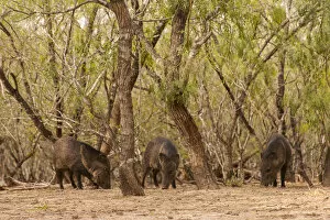 Images Dated 9th March 2013: USA, Texas, Hidalgo County. Three javelinas or collared peccaries amid trees. Credit as