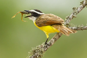 USA, Texas, Hidalgo County. Kiskadee eating frog USA, Texas, Hidalgo County. Kiskadee eating frog