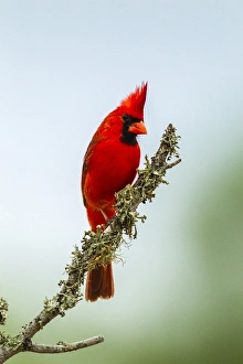 USA, Texas, Hidalgo County. Male cardinal on limb USA, Texas, Hidalgo County. Male cardinal on limb