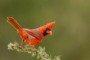 USA, Texas, Hidalgo County. Male cardinal on limb USA, Texas, Hidalgo County. Male cardinal on limb