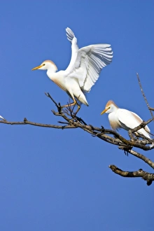USA, Texas, High Island, High Island Rookery. Cattle egret pair in breeding plumage USA, Texas, High Island, High Island Rookery. Cattle egret pair in breeding plumage