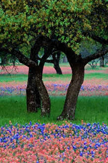 Images Dated 8th April 2005: USA, Texas, Hill Country, Texas Wildflowers and Dancing Trees
