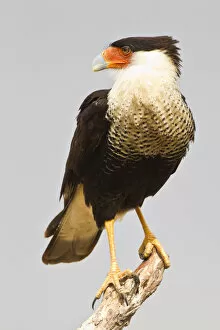 Images Dated 12th March 2011: USA, Texas, Mission, Martin-Javelina Ranch. Crested caracara standing on branch stub