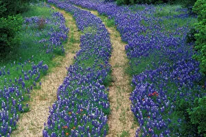 Wild Flower Collection: USA, Texas, near Marble Falls, Tracks in blue bonnets