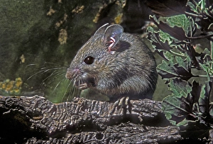 USA, Texas, Rio Grande Valley, McAllen. Close-up of wild deer mouse eating on log USA, Texas, Rio Grande Valley, McAllen. Close-up of wild deer mouse eating on log