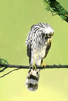 USA, Texas, Rio Grande Valley, McAllen. Close-up of wild Coopers hawk juvenile USA, Texas, Rio Grande Valley, McAllen. Close-up of wild Coopers hawk juvenile