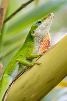 USA, Texas, Sabal Palm Sanctuary. Male green anole on plant USA, Texas, Sabal Palm Sanctuary. Male green anole on plant