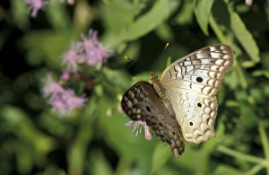 USA, Texas, Santa Ana NWR White Peacock on blue mist (Anartia jatrophae) USA, Texas, Santa Ana NWR White Peacock on blue mist (Anartia jatrophae)