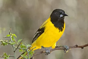Yellow Perch Gallery: USA, Texas, Santa Clara Ranch. Close-up of Audubons oriole perched on limb. Credit as