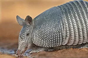 Images Dated 16th March 2011: USA, Texas, Santa Clara Ranch. Wild nine-banded armadillo drinks at a small pond