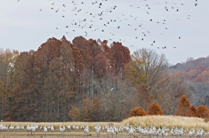 USA, TN, Hiwassee Wildlife Refuge. As many as 15, 000 Sandhill Cranes (Grus canadensis) USA, TN, Hiwassee Wildlife Refuge. As many as 15, 000 Sandhill Cranes (Grus canadensis)