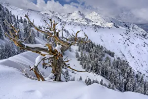 USA, Utah, Ancient Limber pine on ridge during winter Big Cottonwood Canyon near Salt USA, Utah, Ancient Limber pine on ridge during winter Big Cottonwood Canyon near Salt