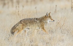 USA, Utah, Antelope Island State Park, an adult coyote wanders through a grassland USA, Utah, Antelope Island State Park, an adult coyote wanders through a grassland