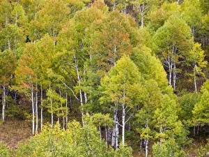 USA, Utah. Aspen forest along the Logan Canyon USA, Utah. Aspen forest along the Logan Canyon