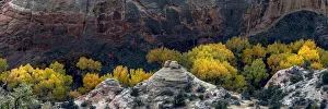 USA, Utah. Autumn cottonwoods and sandstone formations in canyon USA, Utah. Autumn cottonwoods and sandstone formations in canyon
