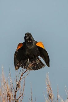 USA, Utah, Bear River National Wildlife Refuge. Red-winged blackbird on limb. Credit as USA, Utah, Bear River National Wildlife Refuge. Red-winged blackbird on limb. Credit as