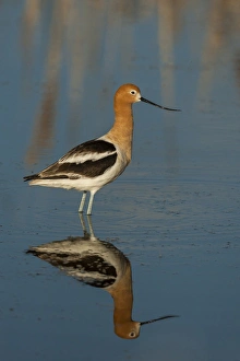USA, Utah, Bear River National Wildlife Refuge. American avocet wading. Credit as USA, Utah, Bear River National Wildlife Refuge. American avocet wading. Credit as