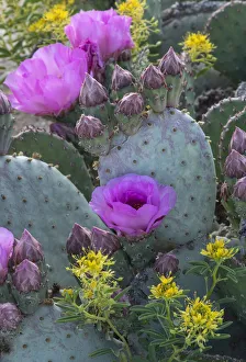 USA, Utah. Beavertail prickly pear cactus and Bee Plant, Factory Butte, Upper Blue Hills USA, Utah. Beavertail prickly pear cactus and Bee Plant, Factory Butte, Upper Blue Hills