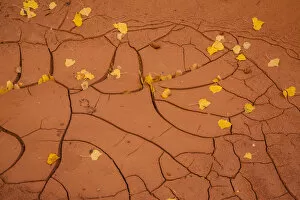 Images Dated 31st August 2013: USA, Utah, Capitol Reef. Cracked mud and fall leaves