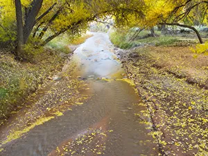 USA, Utah. Capitol Reef National Park, Sulphur Creek with fallen Cottonwood leaves USA, Utah. Capitol Reef National Park, Sulphur Creek with fallen Cottonwood leaves