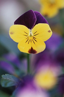 USA, Utah, Close-Up of Viola tricolor in garden USA, Utah, Close-Up of Viola tricolor in garden