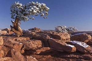 USA Utah Dead Horse Point Canyonlands National Park Lone Pine USA Utah Dead Horse Point Canyonlands National Park Lone Pine