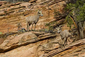 Zion National Park Gallery: USA, Utah, Desert Bighorn sheep on the sandstone cliffs of Zion National Park