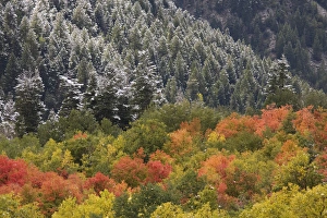 USA, Utah, Little Cottonwood Canyon. Autumn snowfall decorates spruce-covered USA, Utah, Little Cottonwood Canyon. Autumn snowfall decorates spruce-covered
