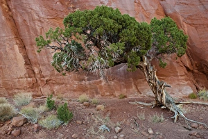 USA, Utah, Monument Valley Navajo Tribal Park. Old juniper tree survives in barren land USA, Utah, Monument Valley Navajo Tribal Park. Old juniper tree survives in barren land