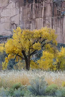 USA, Utah. Sandstone cliff face and autumn cottonwood trees, Capital Reef National Park USA, Utah. Sandstone cliff face and autumn cottonwood trees, Capital Reef National Park