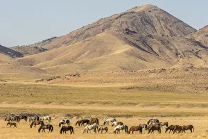 USA, Utah, Tooele County. Wild horse herd grazing USA, Utah, Tooele County. Wild horse herd grazing