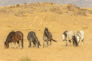 USA, Utah, Tooele County. Wild horses on plain USA, Utah, Tooele County. Wild horses on plain