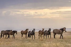 USA, Utah, Tooele County. Wild horses walking USA, Utah, Tooele County. Wild horses walking