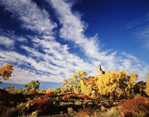 USA, Utah, View of Rabbit Brush in autumn below gunnison butte at green river flood plain USA, Utah, View of Rabbit Brush in autumn below gunnison butte at green river flood plain