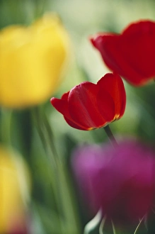 USA, Utah, View of Tulips Garden in Cache valley USA, Utah, View of Tulips Garden in Cache valley