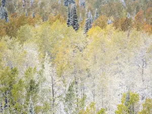 USA, Utah, Wasatch Mountain Range fresh autumn snows, Aspens just off of Highway 39 USA, Utah, Wasatch Mountain Range fresh autumn snows, Aspens just off of Highway 39