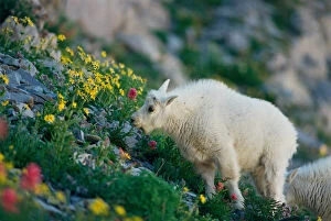USA, Utah, Wasatch Mountains, Mt Timpanogos Wilderness Area, Young Mountain Goat