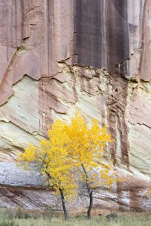 USA, Utah. Young cottonwood and textured canyon wall, Capitol Reef National Park USA, Utah. Young cottonwood and textured canyon wall, Capitol Reef National Park