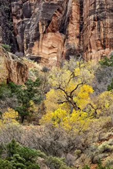 Zion National Park Gallery: USA, Utah, Zion National Park, Autumn color high above the canyon