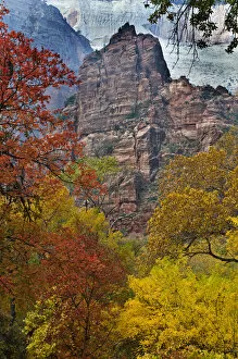 Images Dated 30th April 2009: USA, Utah, Zion National Park. Fall foliage in The Narrows