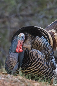 USA, Utah, Zion National Park, Wild Turkey, Meleagris gallopavo, in Zion Canyon USA, Utah, Zion National Park, Wild Turkey, Meleagris gallopavo, in Zion Canyon