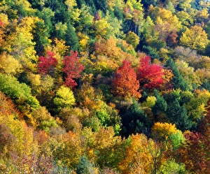 USA; Vermont; Autumn Colors in the forrest of Vermont USA; Vermont; Autumn Colors in the forrest of Vermont